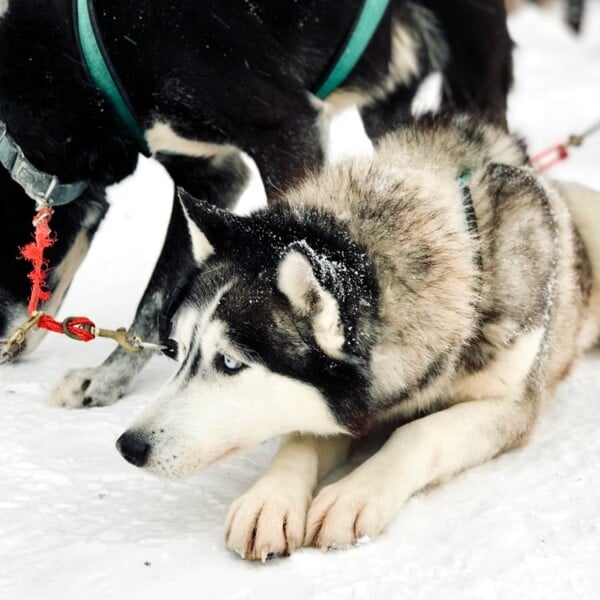 photo of a Alaskan husky from our sledding dogs experience in Stratton Mountain in Vermont