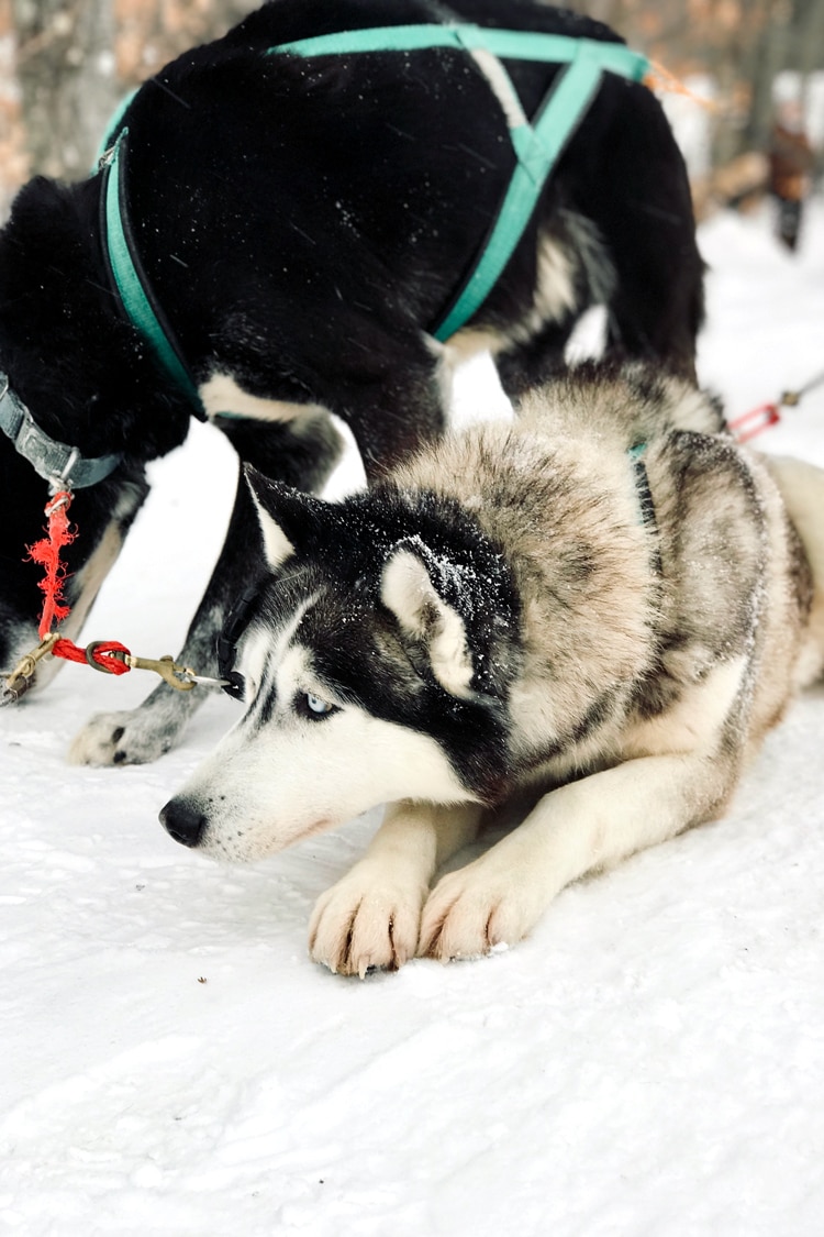 photo of a Alaskan husky from our sledding dogs experience in Stratton Mountain in Vermont