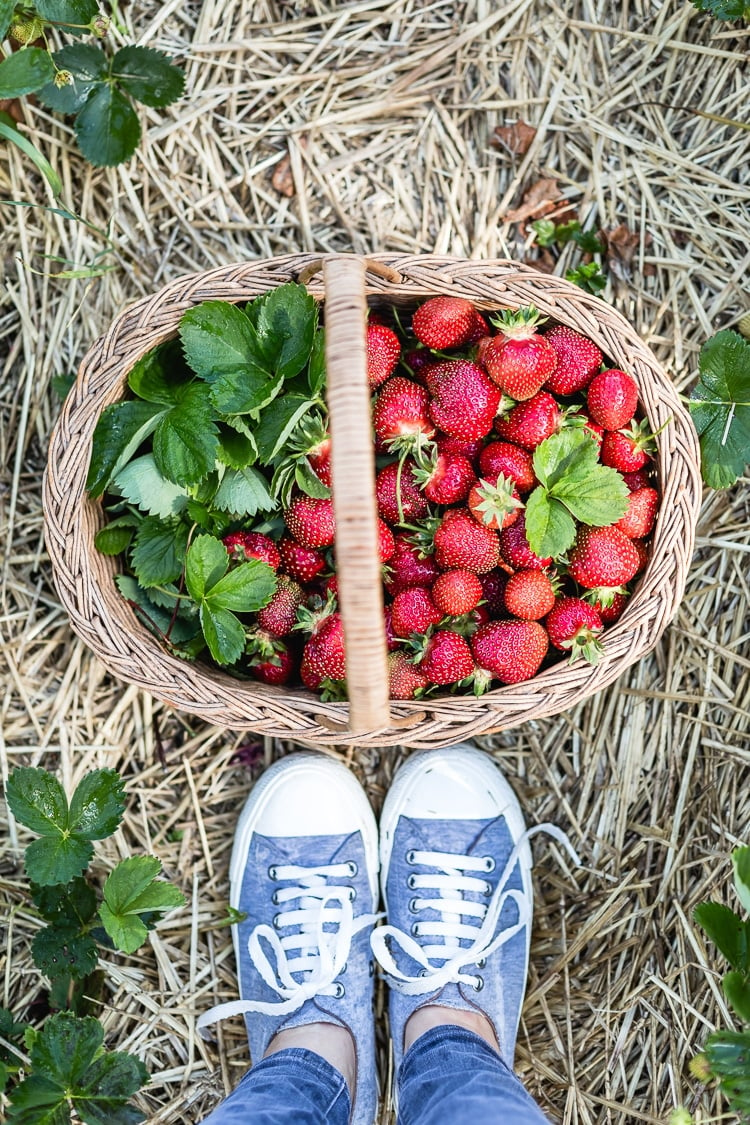 What I know for sure - A basket of freshly picked strawberries are photographed from the top view.