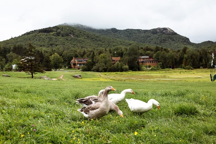 What I know for sure - A few ducks are photographed as they are walking on the grass