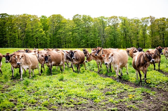 Cows pasture grazing photographed in a Stonyfield Organic farm