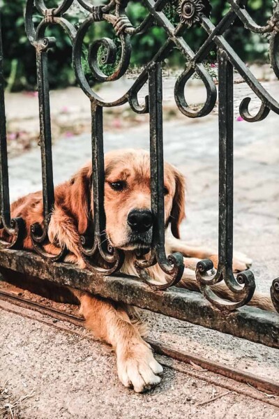 A dog sitting in front of a gate. Foolproof Life Lately July 2020