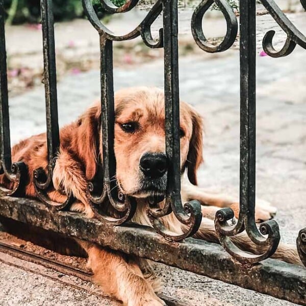 A dog sitting in front of a gate. Foolproof Life Lately July 2020
