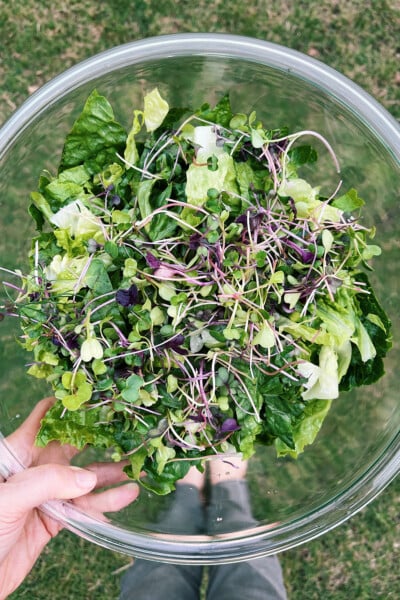 Person holding a bowl of microgreens and leafy salad greens