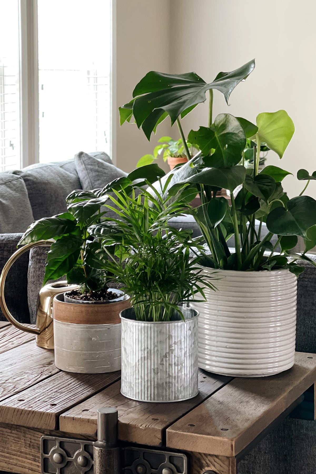 Houseplants from the front view in a living room setting