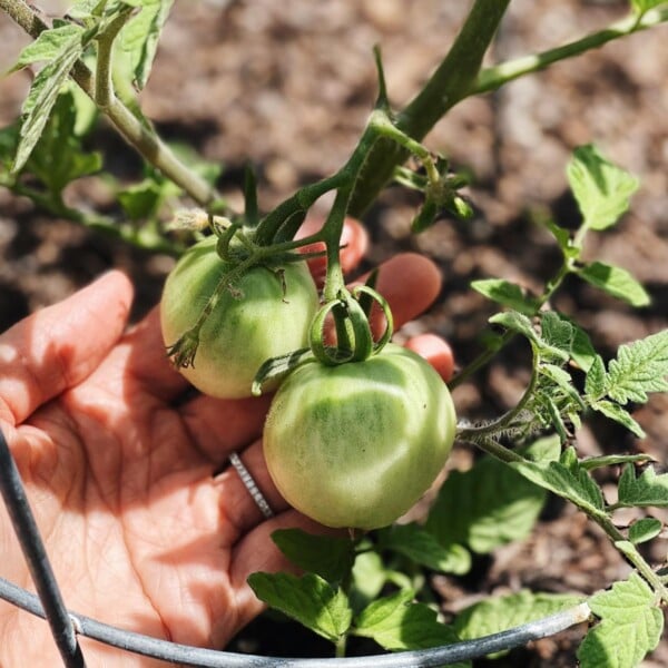 Photo of a few tomatoes on the vine