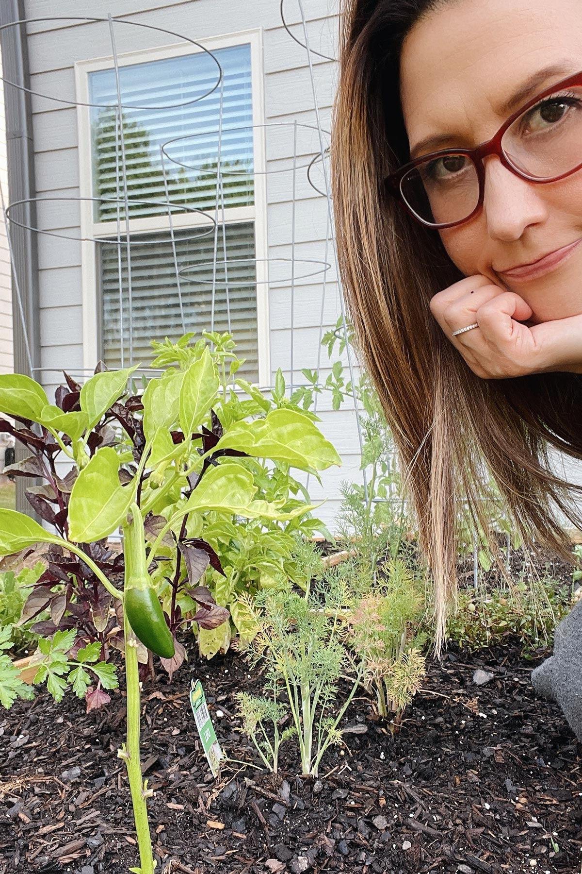 Aysegul's herbs that are not growing