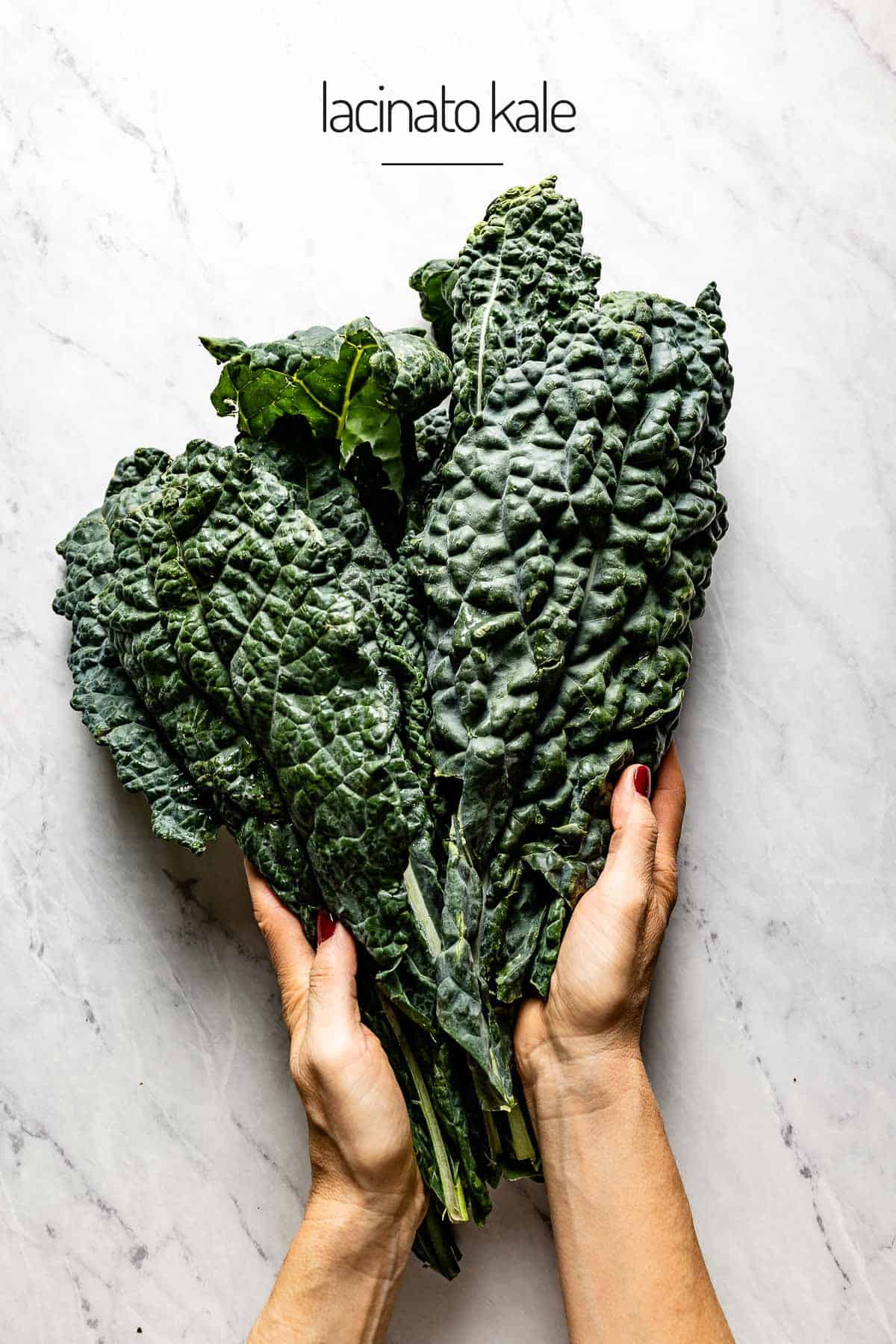 A person holding a bunch of Lacinato kale from the top view. 