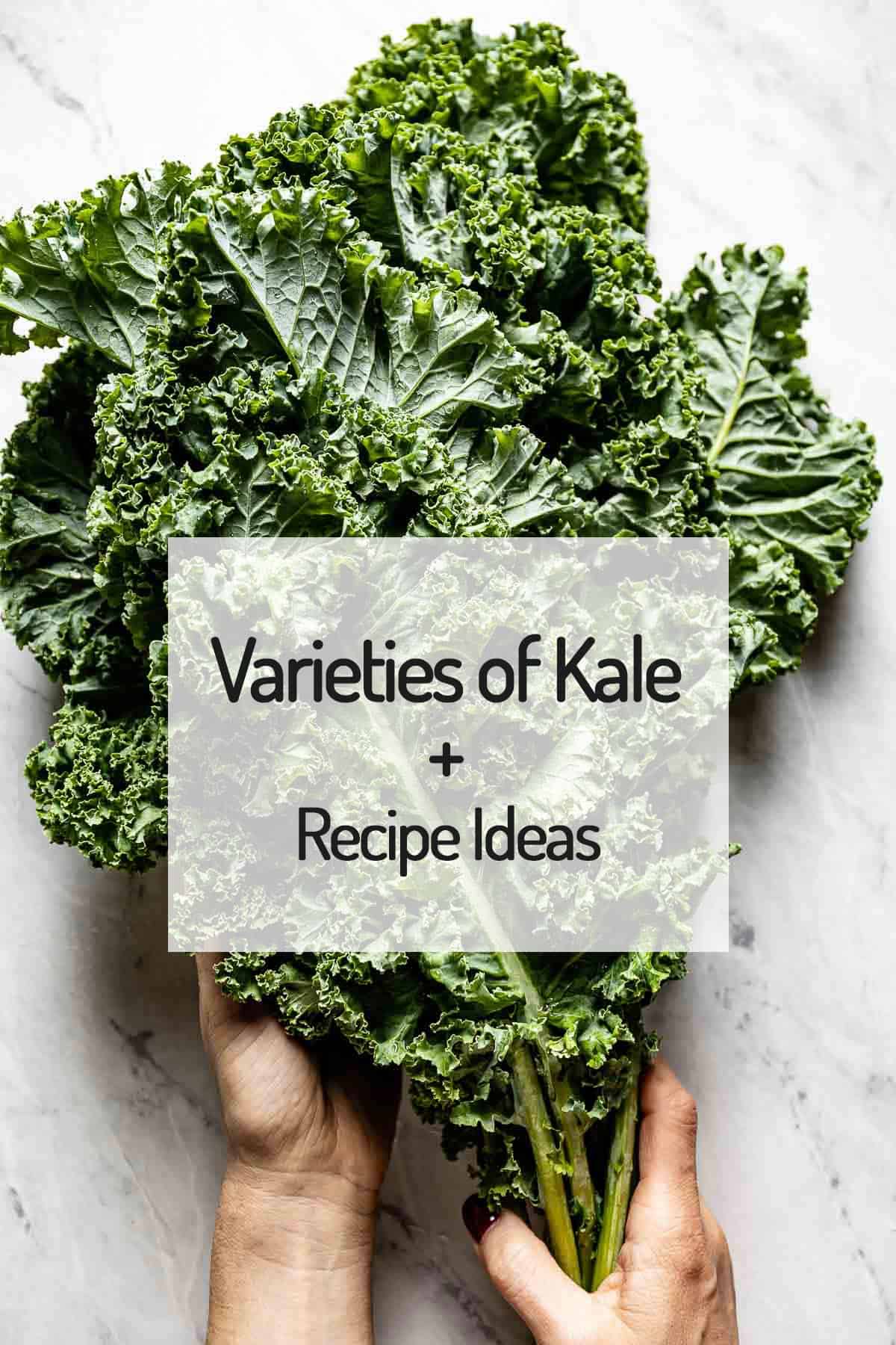 A person holding a large bunch of kale leaves from the top view. 