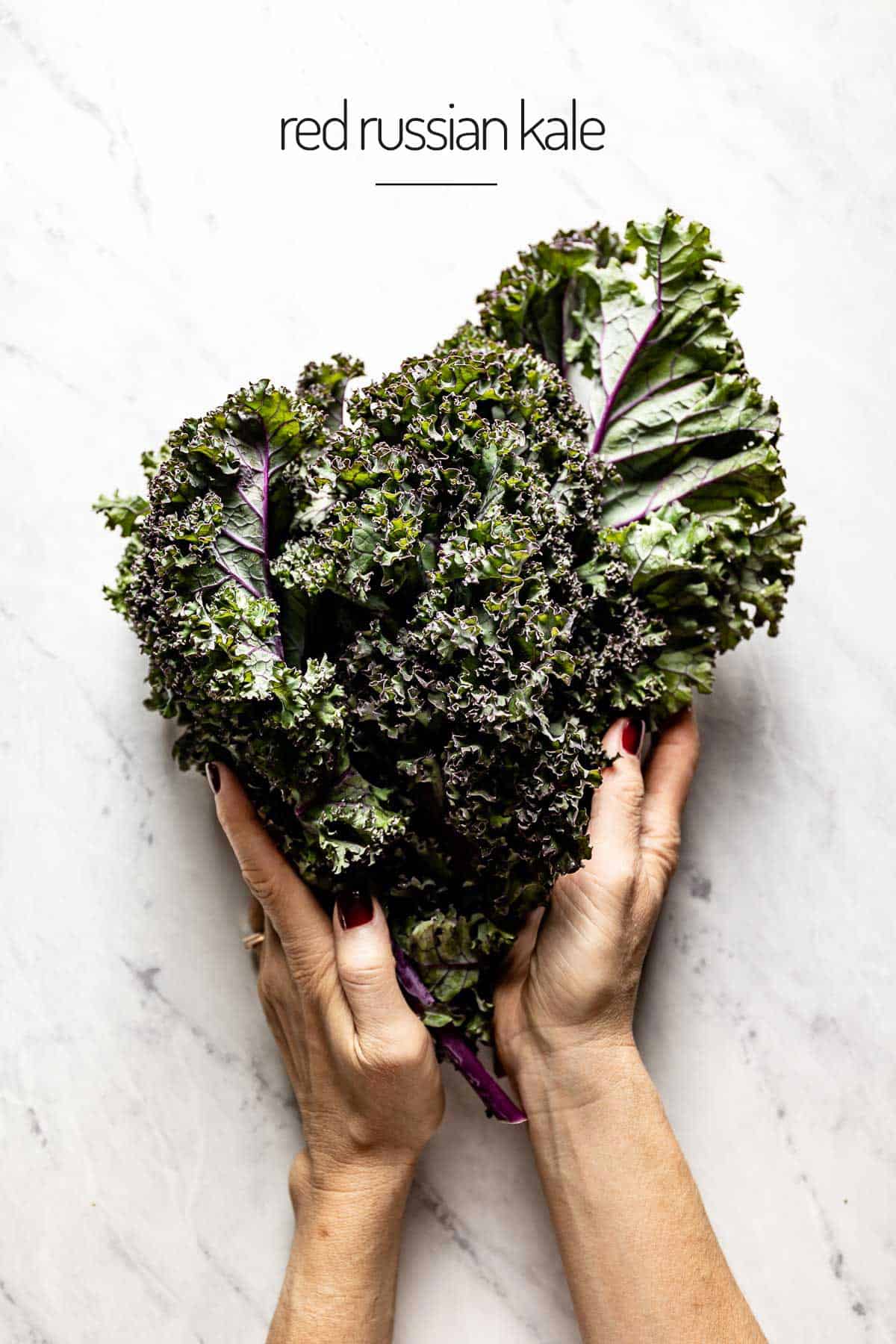 A person holding a bunch of Red Russian Kale from the top view. 